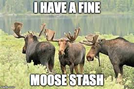 moose.jpg