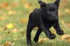 lab-too-cute-puppies-01-625x450-1.jpg