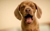 funny-dog-pictures.jpg