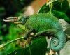 922b25028c3a1a0029471dbef51cfeb2--chameleons-sale-2.jpg 922b25028c3a1a0029471dbef51cfeb2--chameleons-sale-2.jpg