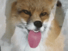 anigif_enhanced-20789-1405697285-1.gif
