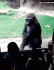 anigif_enhanced-buzz-29408-1405693589-7.gif
