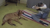 anigif_enhanced-buzz-8915-1405685312-10.gif