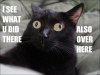 cats.jpg