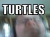 Turtles.jpg