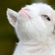 AlexTheGoat