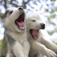 Husky_08