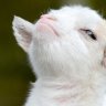 AlexTheGoat