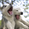 Husky_08